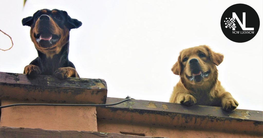 YOU CAN LEAVE YOUR FURRY FRIENDS AT THESE PET CRECHES IN LUCKNOW – Now  Lucknow
